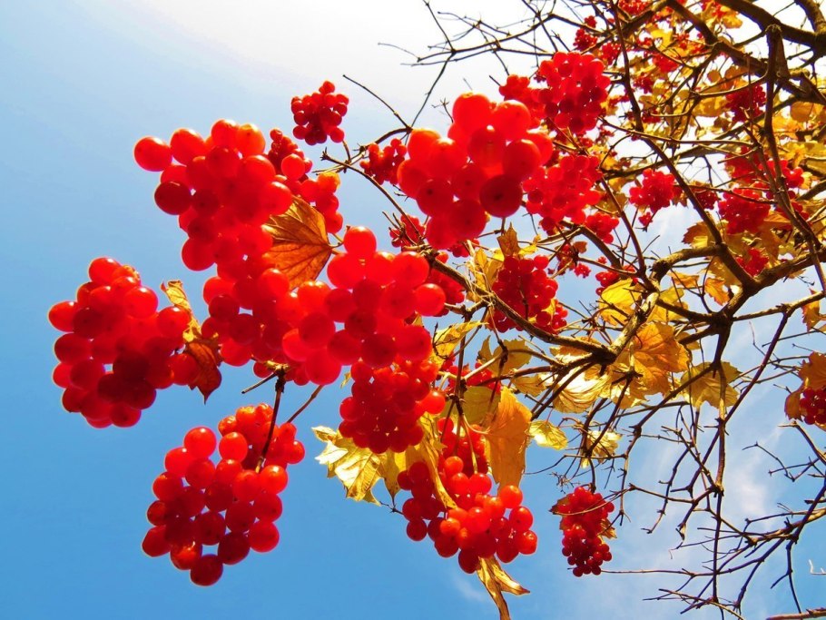 Рябина (Sorbus Мичуринская красавица