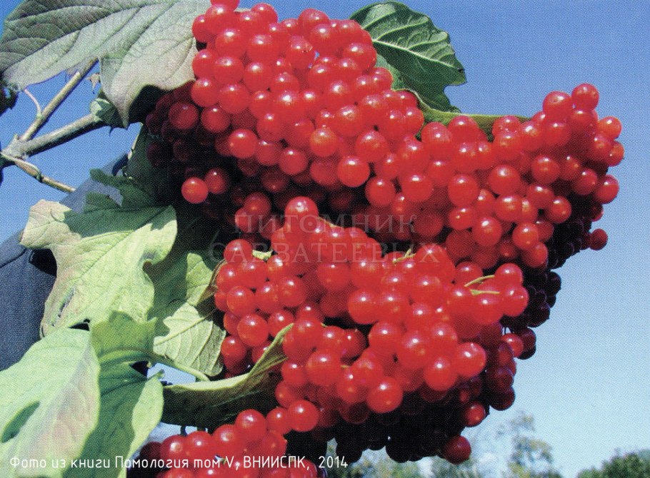 Калина обыкновенная Вигоровская