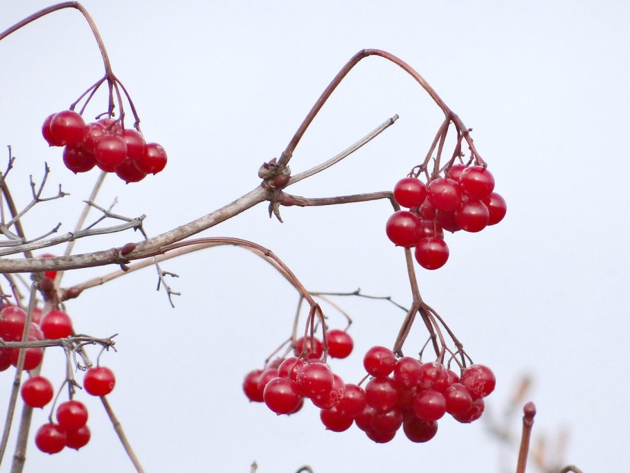 Калина Ульгень