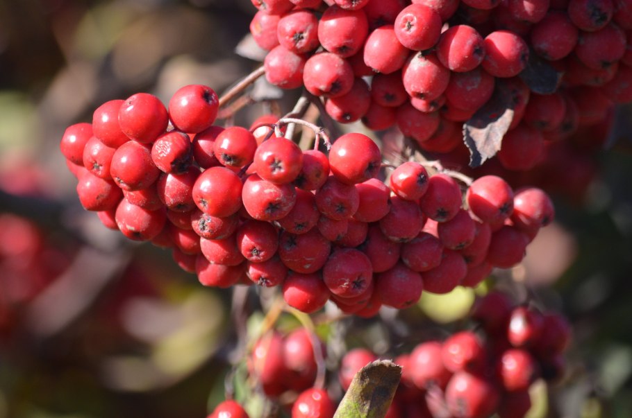 Рябина алая крупноплодная