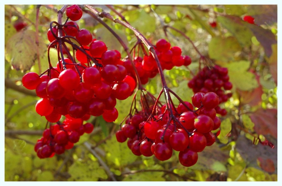 Рябина красноплодная