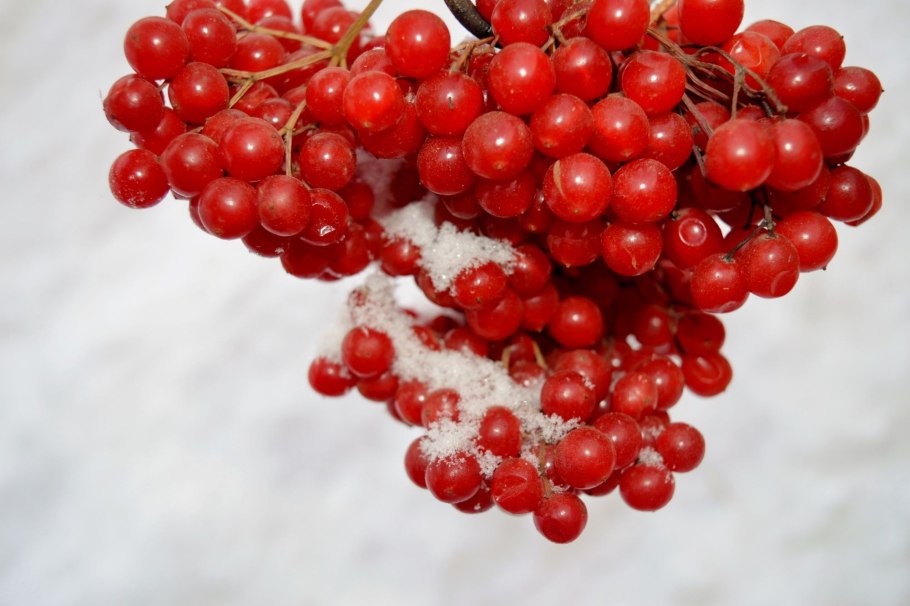 Калина обыкновенная красная гроздь