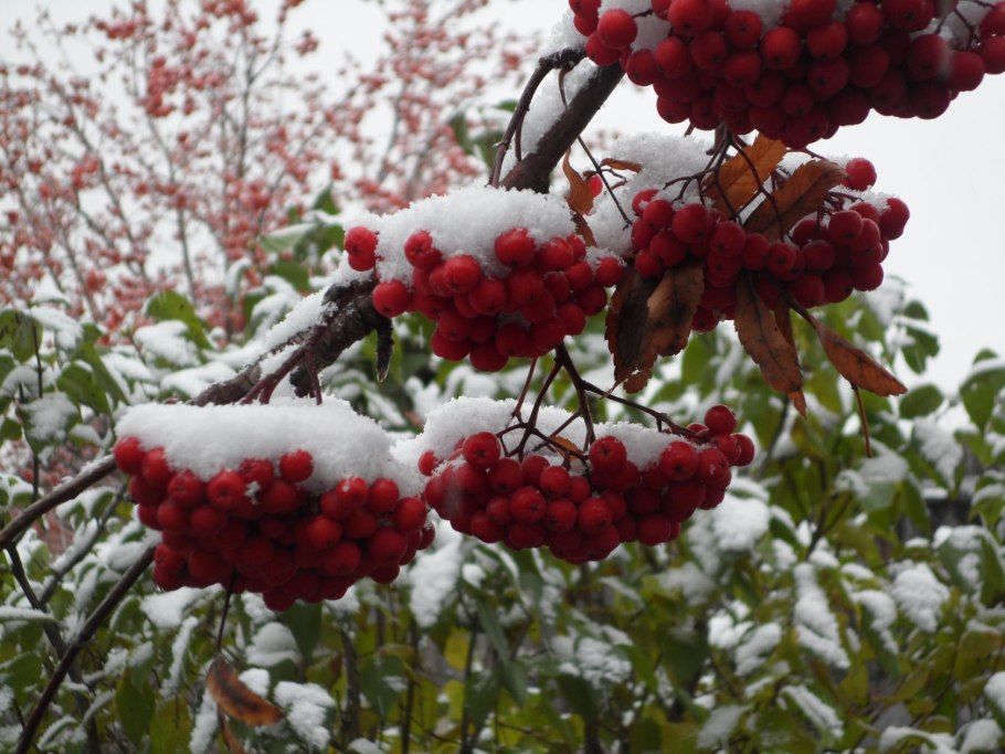 Калина красная гроздь дерево