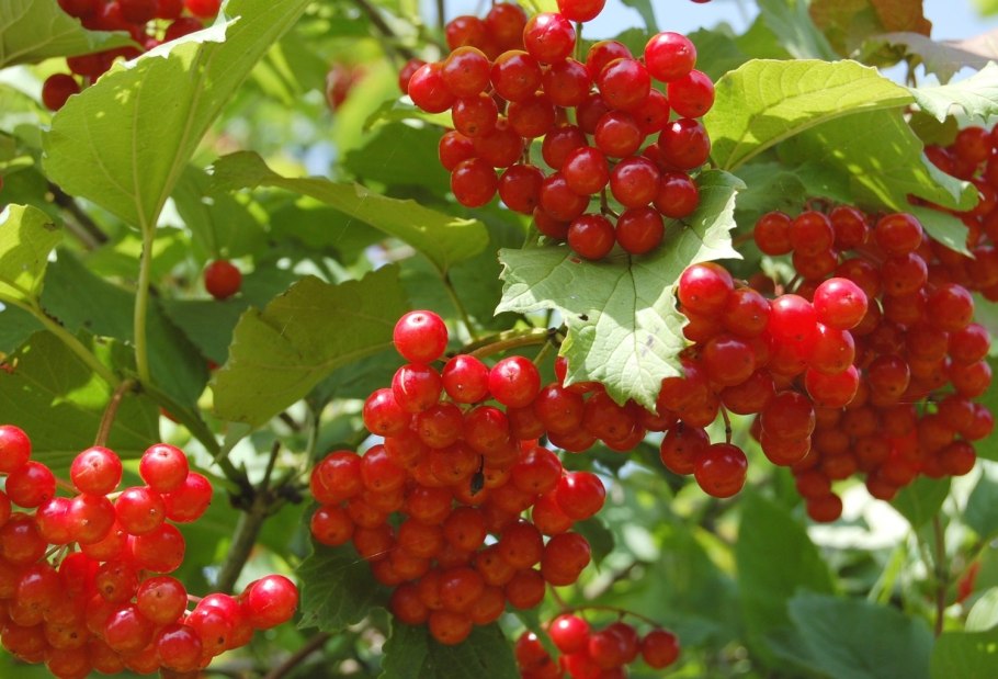 Рябина обыкновенная