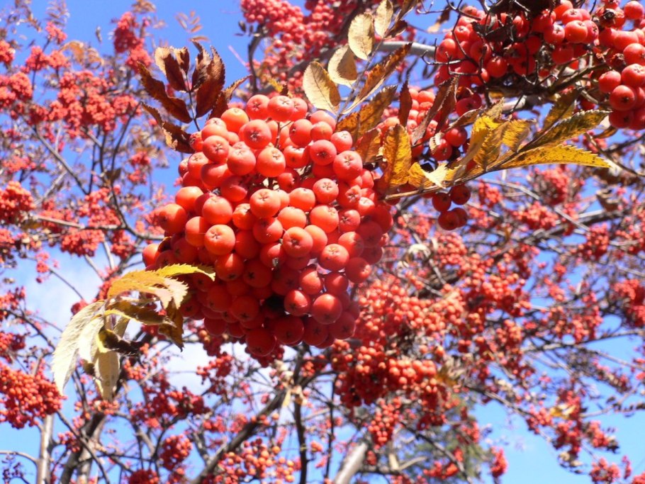 Калина Таежные рубины