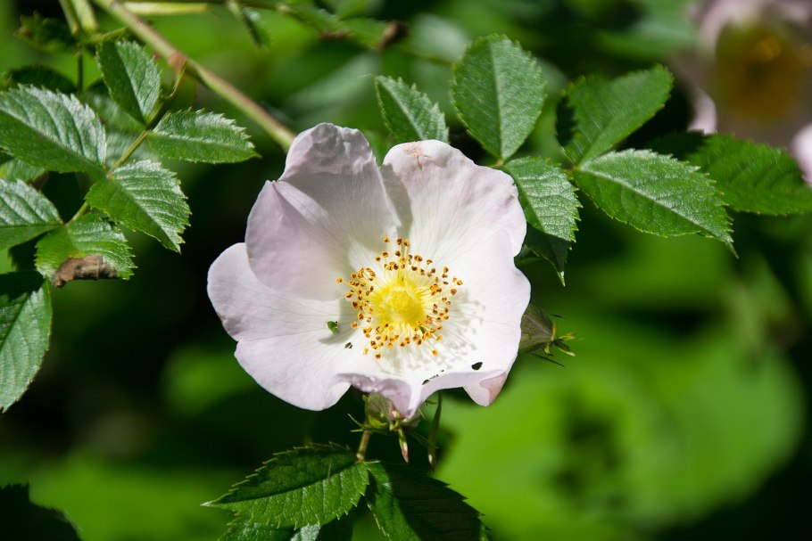 Rosa Canina роза