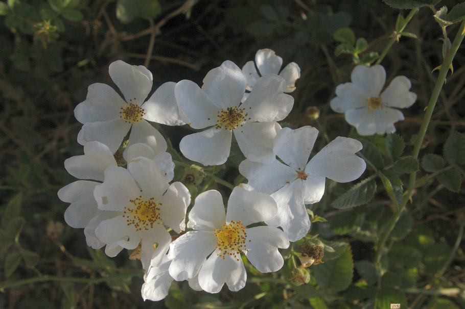 Роза иглистая