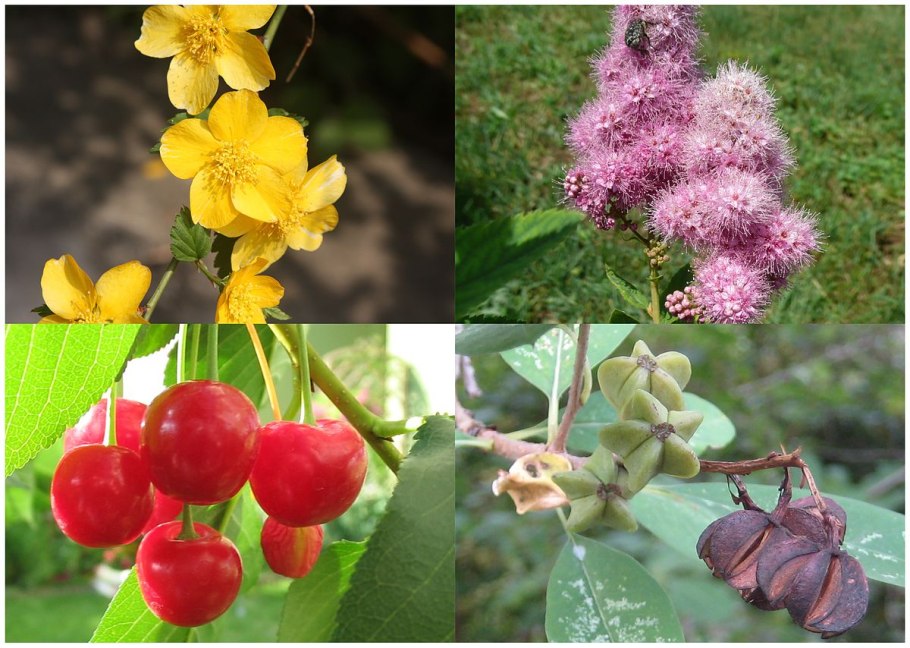 Шиповник коричный Фармакогнозия