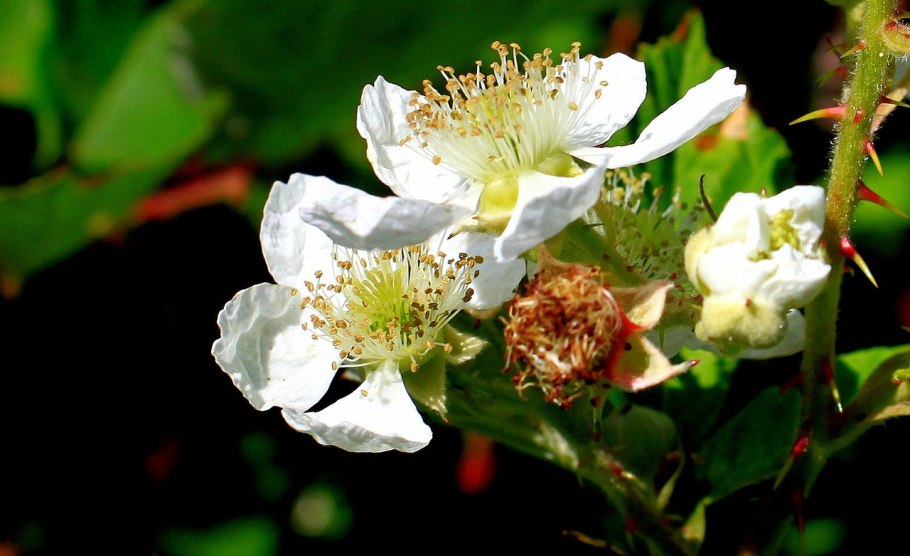 Rosaceae семейство
