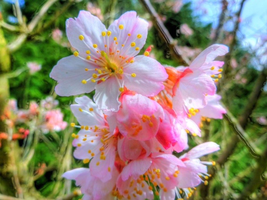 Розоцветные яблоня