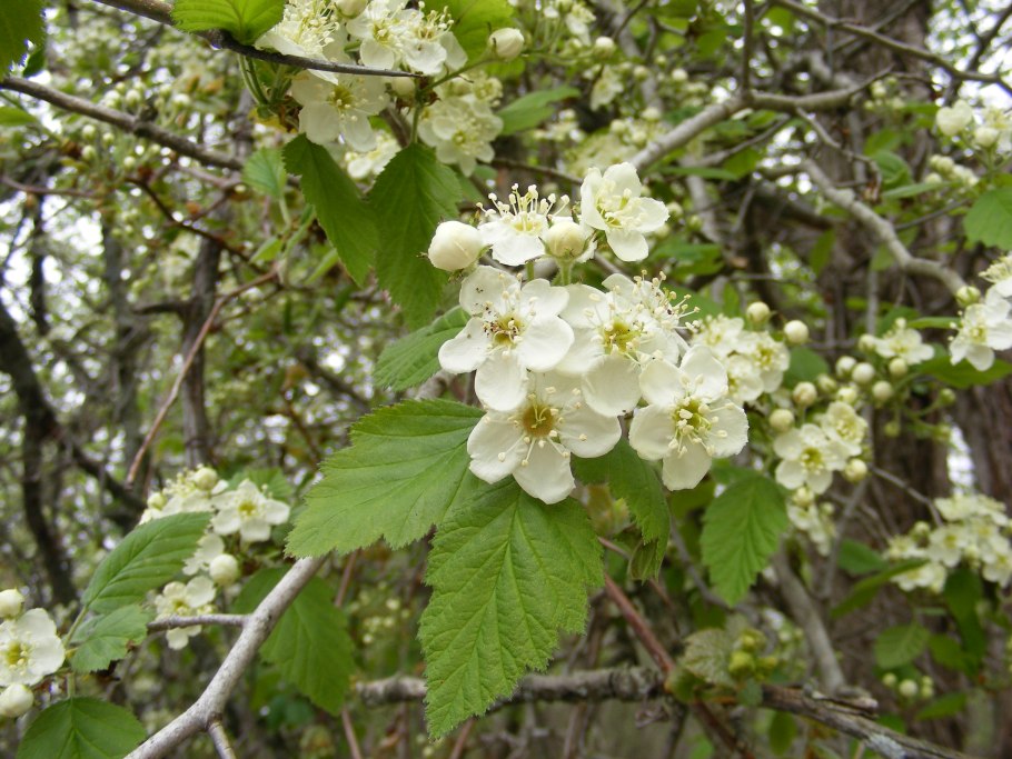 Rosa arvensis