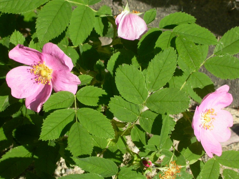 Rosa woodsii