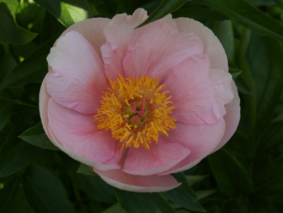 Ито гибрид Джулия Роуз