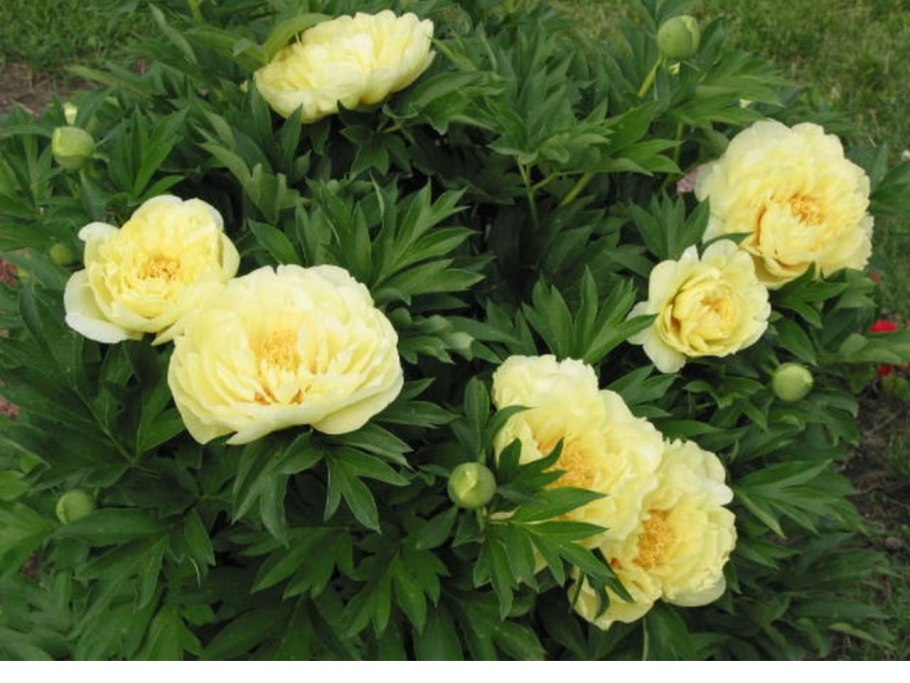 Пион Itoh Cora Louise