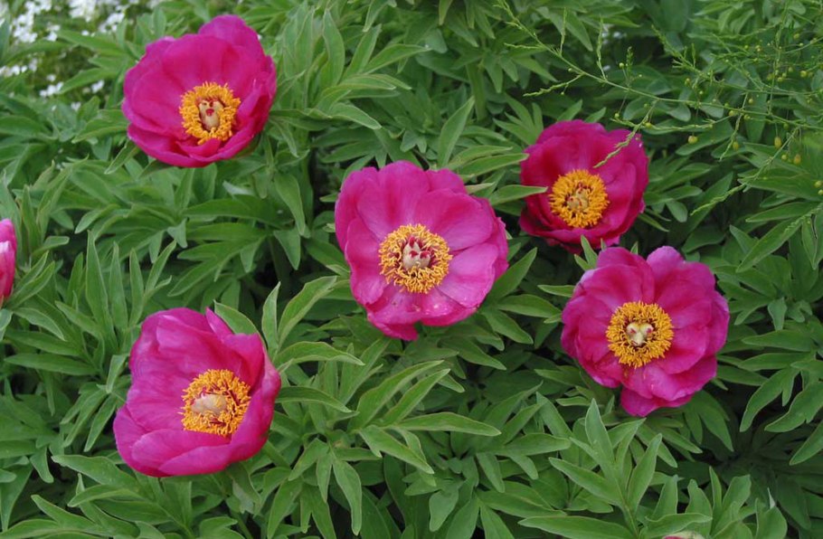 Пион Пинк Гиант