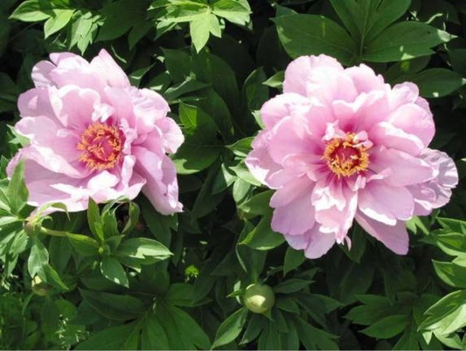 Пион межвидовой гибрид что это