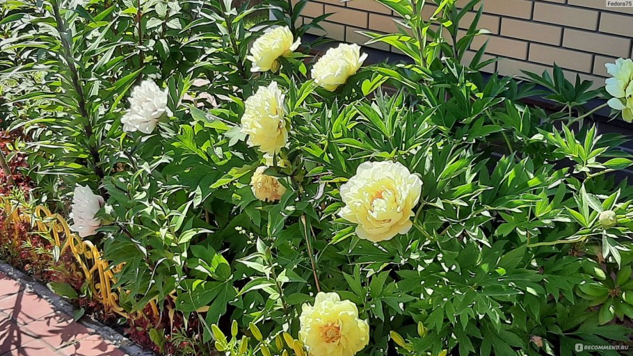 Пион rubra Plena