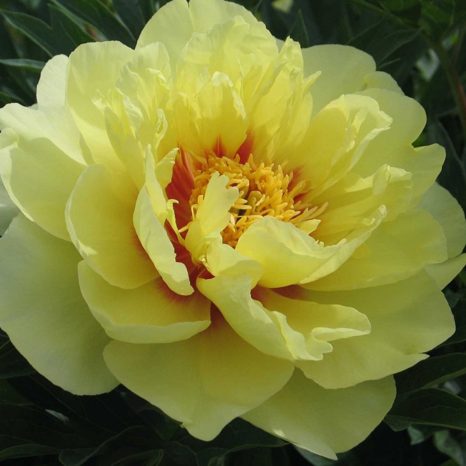 Пион древовидный Hakuojishi