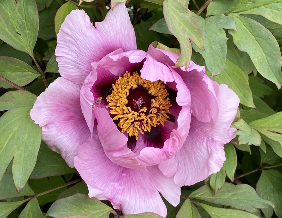 Откуда взялись пионы в Нижегородской области