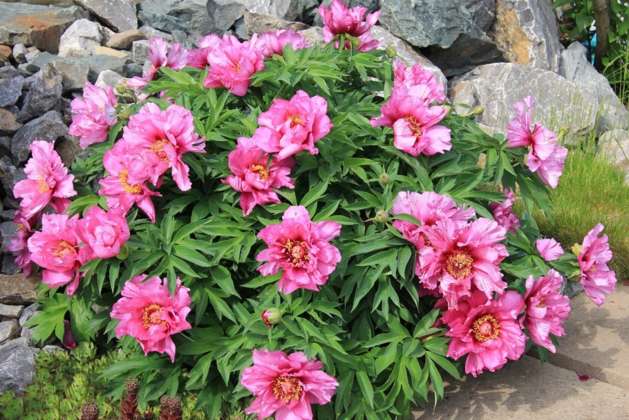 Пион Ито-гибрид Джулия Роуз