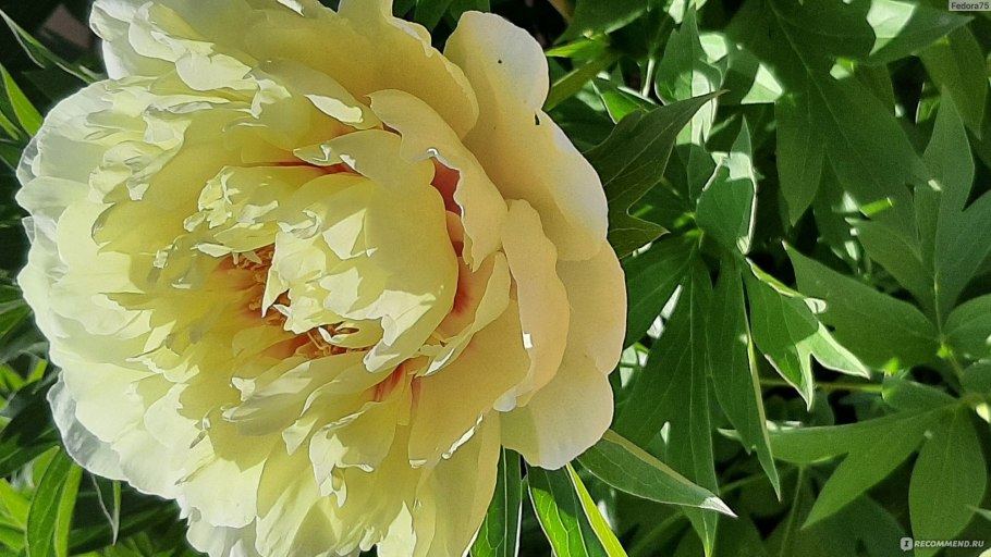 Пион Хай НУН