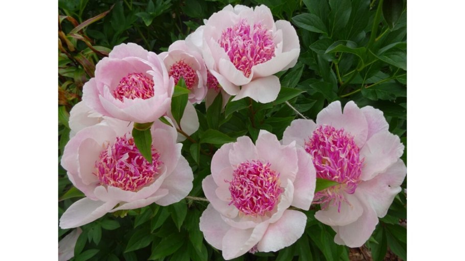 Пион Пинк Гавайан коралл