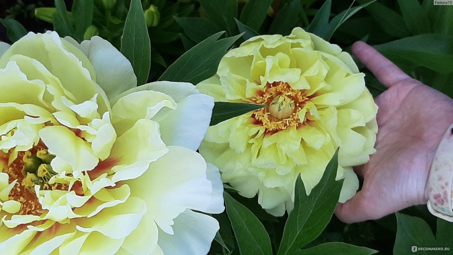 Методапин лекарственный