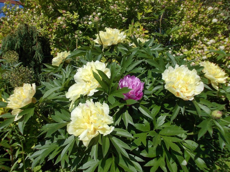 Пион древовидный Блю Чиф