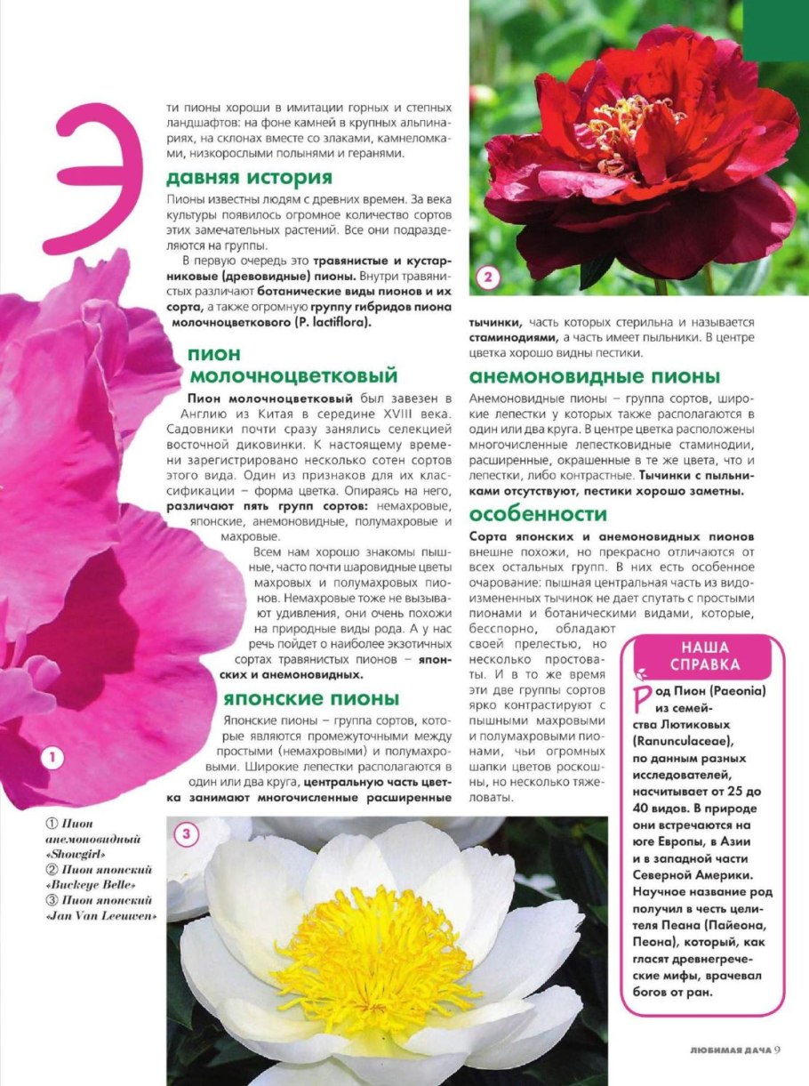Заказы пионов от вестника цветоводов