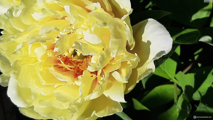 Пион Ито Хиллари