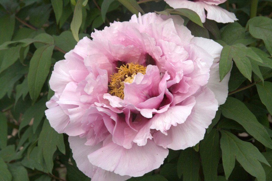 Пион молочноцветковый Корал Шарм