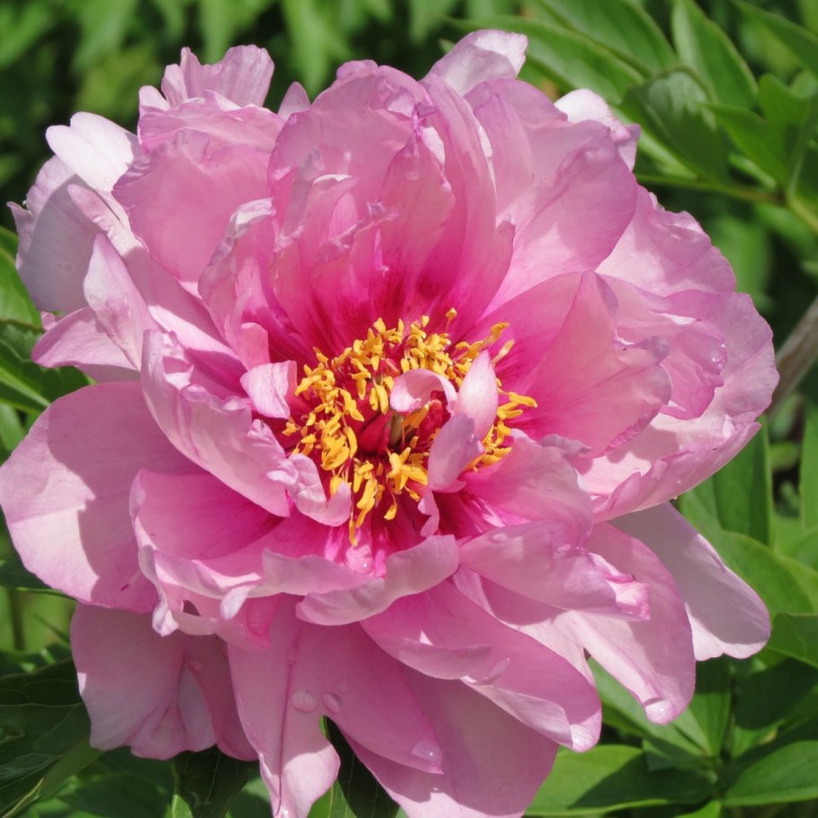 Пион Ито-гибрид