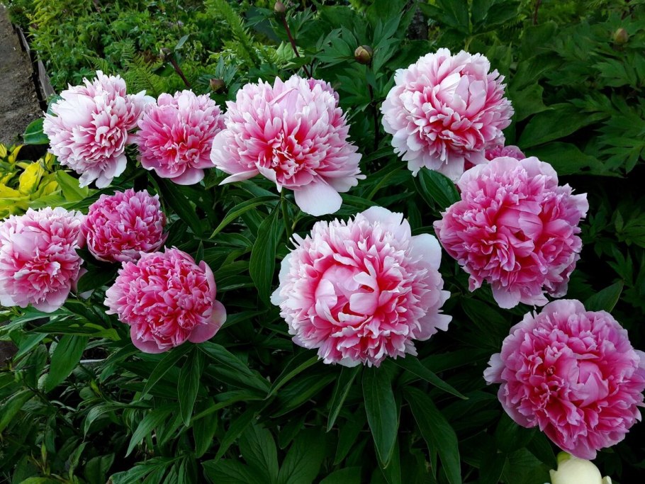 Пион уклоняющийся Марьин корень