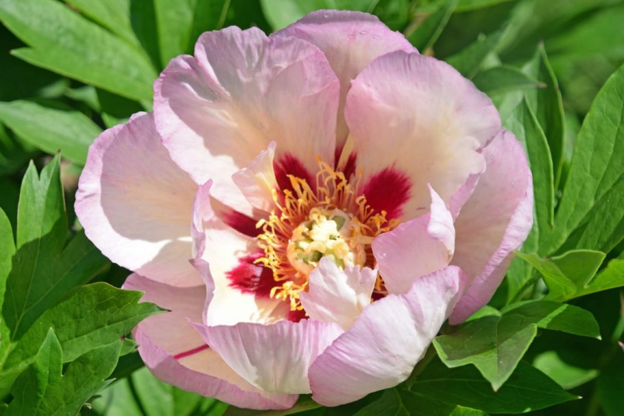 Ито пион Коппер кеттл