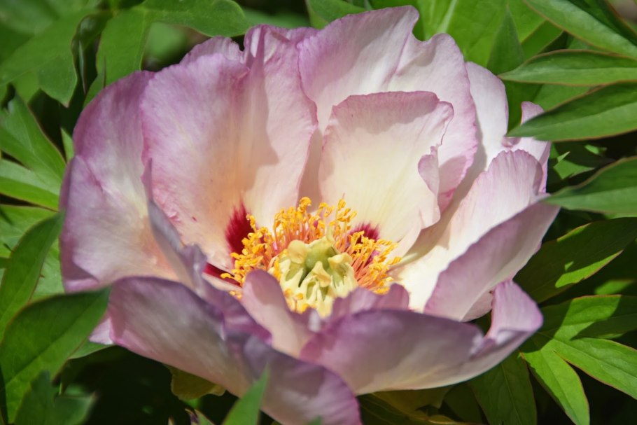 Пион Ито-гибрид олл Зет джаз