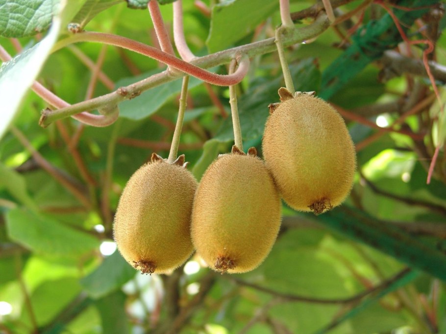 Актинидия коломикта (Actinidia kolomikta)