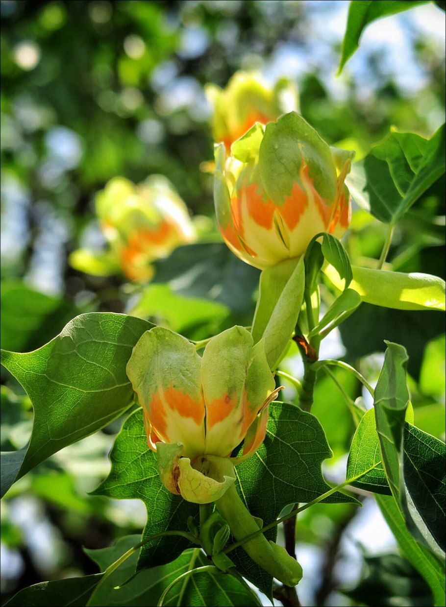 Liriodendron tulipifera fastigiatum