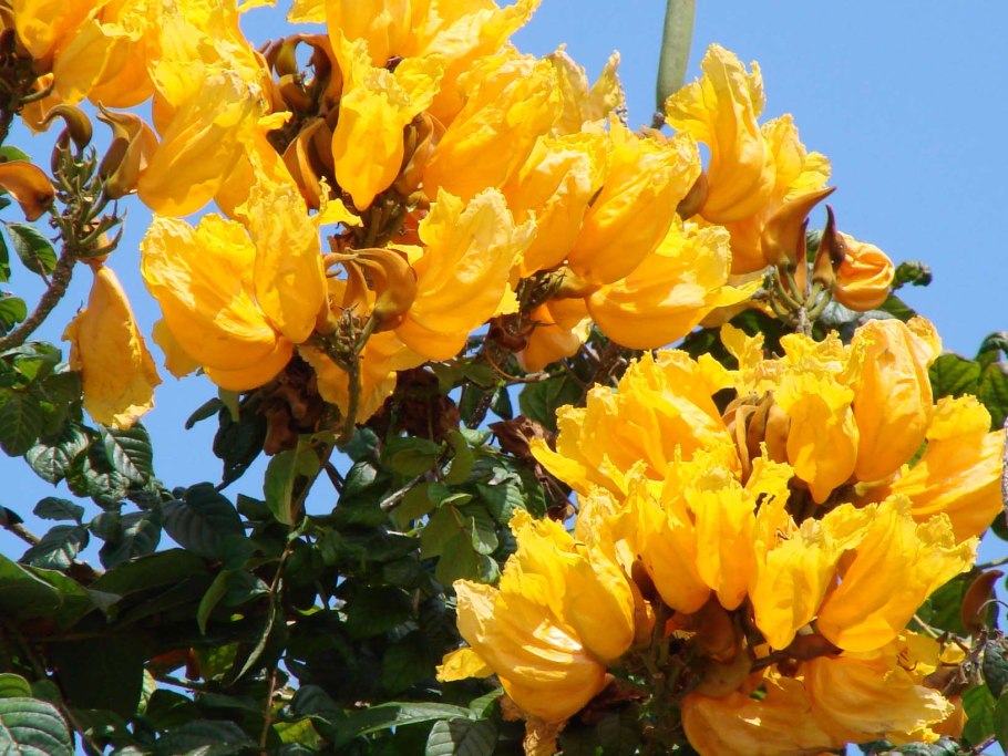 Тюльпановое дерево Северной Америки