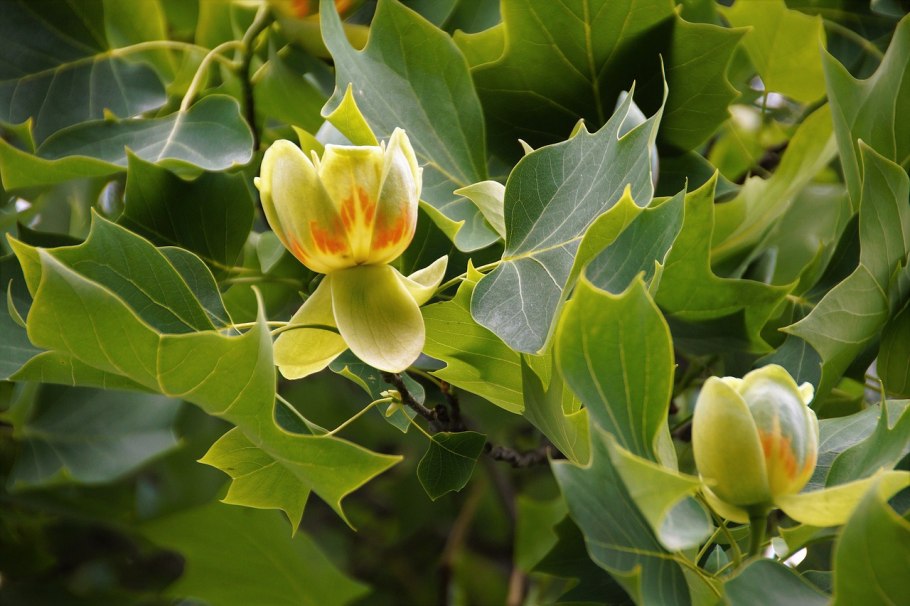 Liriodendron tulipifera fastigiatum