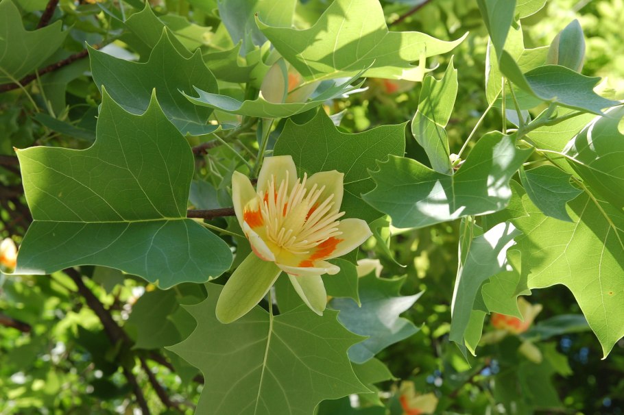 Спатодея африканское Тюльпанное дерево