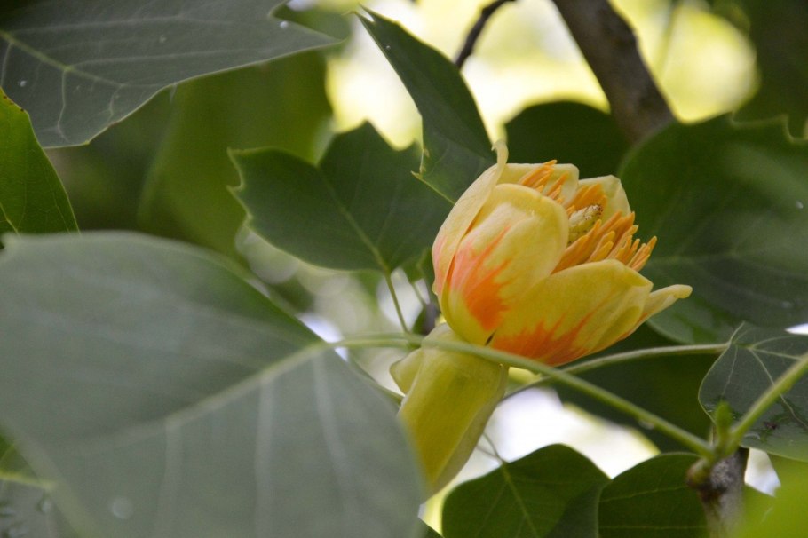 Тюльпановое дерево Лириодендрон