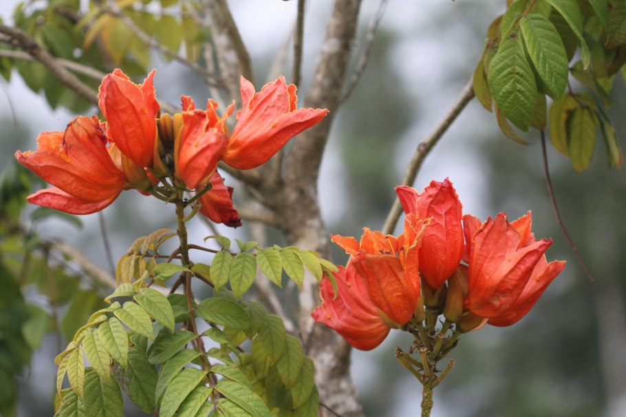 Спатодея африканское Тюльпанное дерево семена