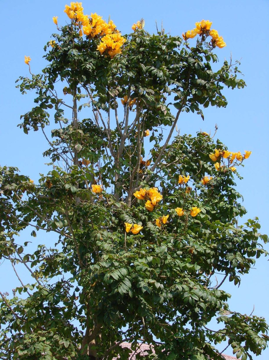 Тюльпанное дерево Лириодендрон китайский