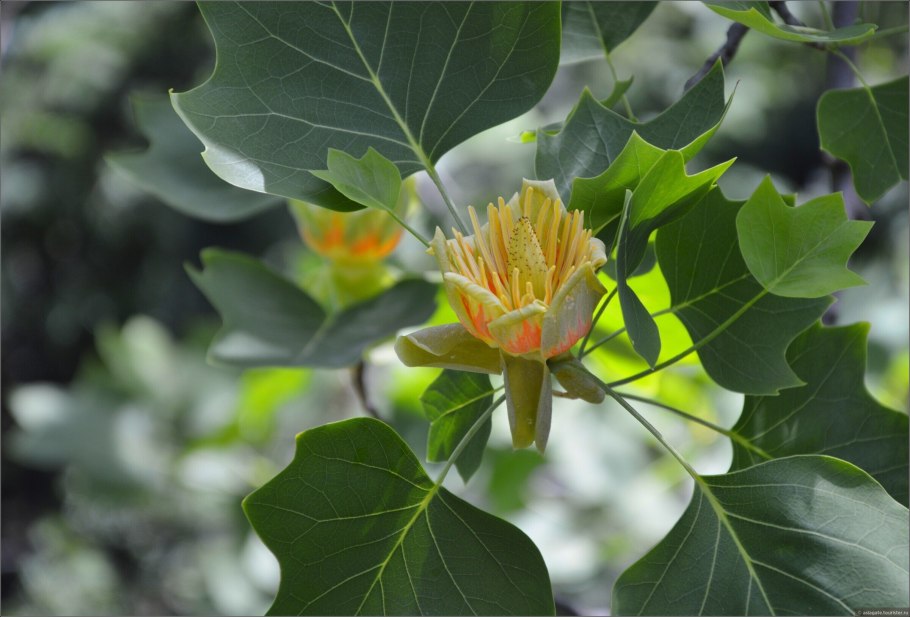 Тюльпанное дерево Северной Америки