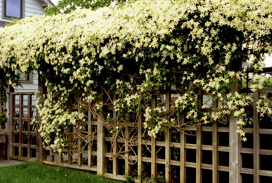 Клематис горный Альба