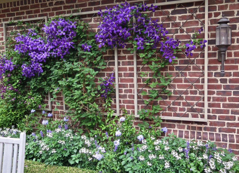Клематисы на подпорной стене