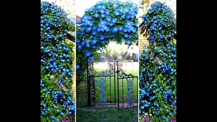 Ипомея на арке