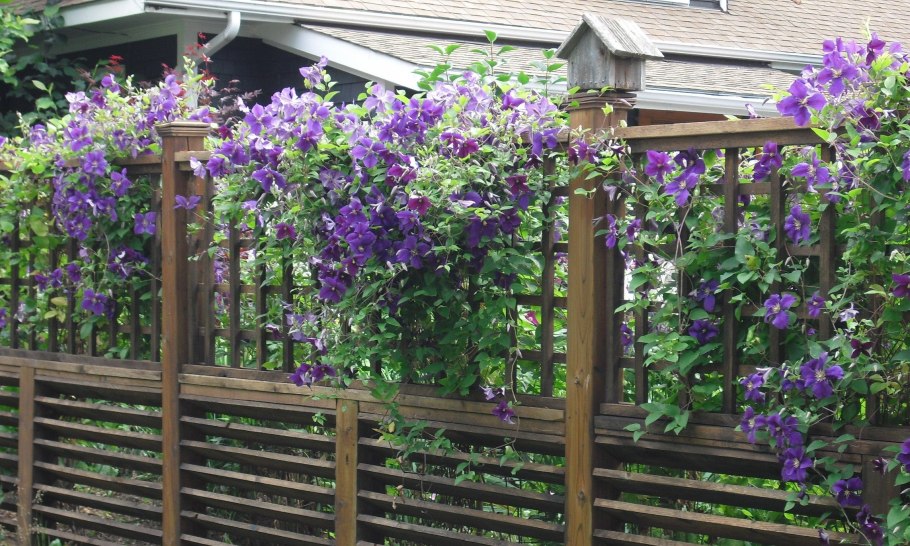 Клематис оплетает забор