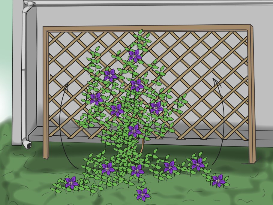 Клематис на шпалере для фотошопа