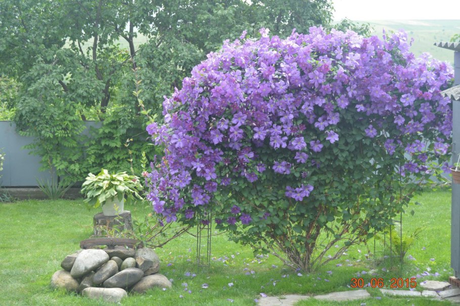 Клематис метельчатый беседка